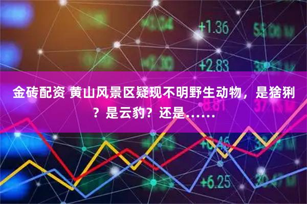 金砖配资 黄山风景区疑现不明野生动物，是猞猁？是云豹？还是……