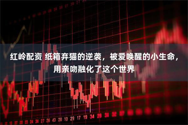 红岭配资 纸箱弃猫的逆袭，被爱唤醒的小生命，用亲吻融化了这个世界